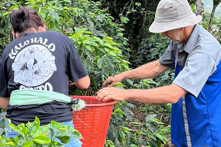 Mckenzie picking our gold bean